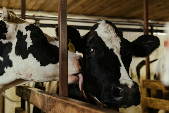 Close-up view of Holstein cows inside a barn, showcasing their distinctive black and white markings.